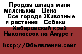 Продам шпица мини маленький › Цена ­ 15 000 - Все города Животные и растения » Собаки   . Хабаровский край,Николаевск-на-Амуре г.